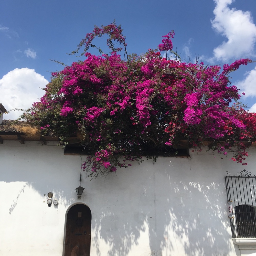 Meet your Posher, Shea